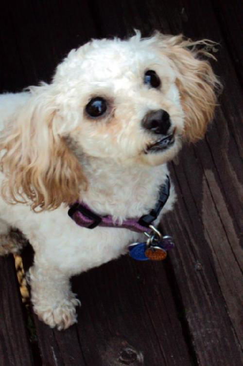 Gracie