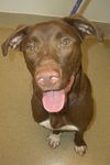 Gomer