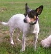 Junie