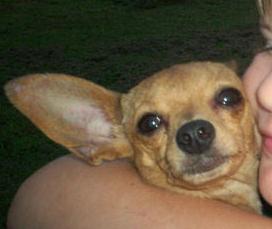 Bitty Bunkin