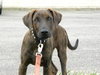 Buddy