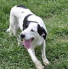 Roscoe