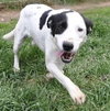 Roscoe