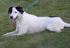 Roscoe