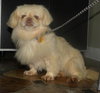 Lola
