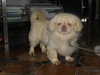 Lola