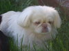 Lola