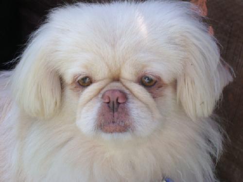 Lola