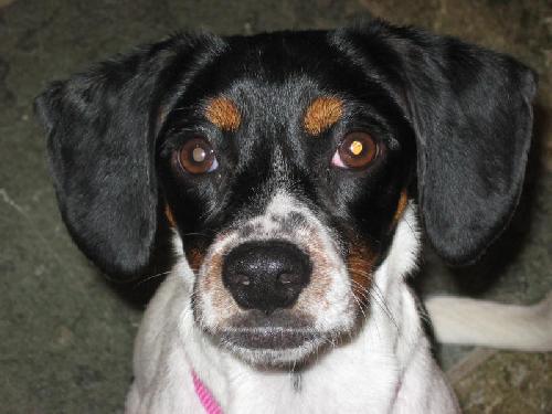 Lillibelle