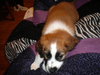 Petey