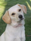 Pogo - I'm as cute as can be!!