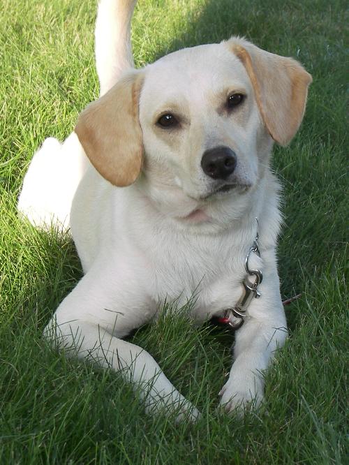 Pogo - I'm as cute as can be!!