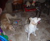 Pogo - I'm as cute as can be!!