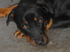 Athena