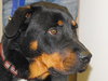 Athena