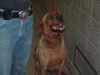 Tucker