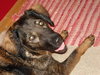 Libby