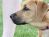 Rolo