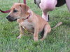 Rolo
