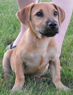 Rolo