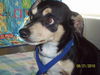 Barney