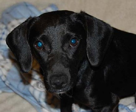 Bennie