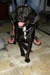 Bennie