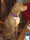 Bailey