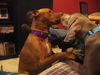 Bailey
