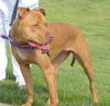 Bailey