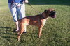 Rockie