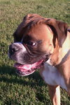 Rockie