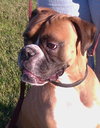Rockie