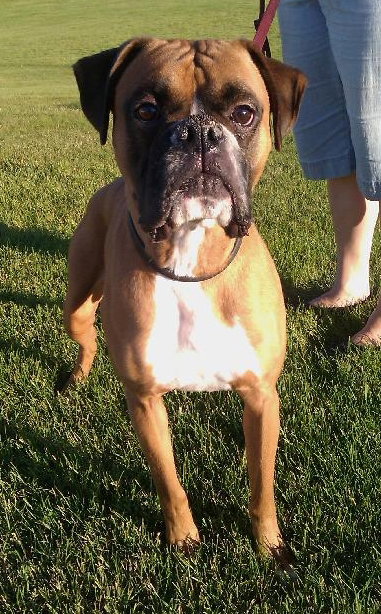 Rockie