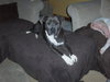 Josie
