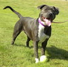 Josie