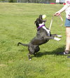 Josie