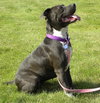 Josie