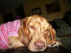 Liza