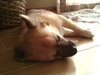 Cubby
