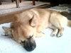 Cubby