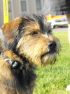Dewey