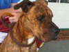 Tyson