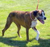 Willow
