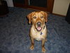 Brady
