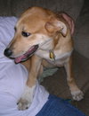 Hemi