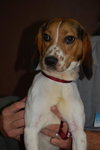 Dooley