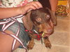 Maxwell