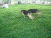 Rocky - URGENT I NEED YOUR HELP!