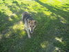 Rocky - URGENT I NEED YOUR HELP!